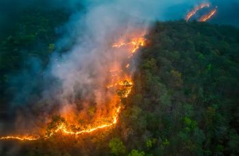 A wildfire spreads through a forested hillside, surrounded by smoke and glowing flames.
