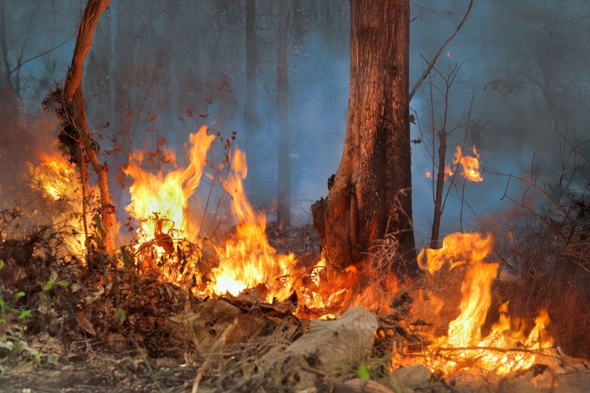 Flames engulf dry brush and trees in a smoke-filled forest during a wildfire.
