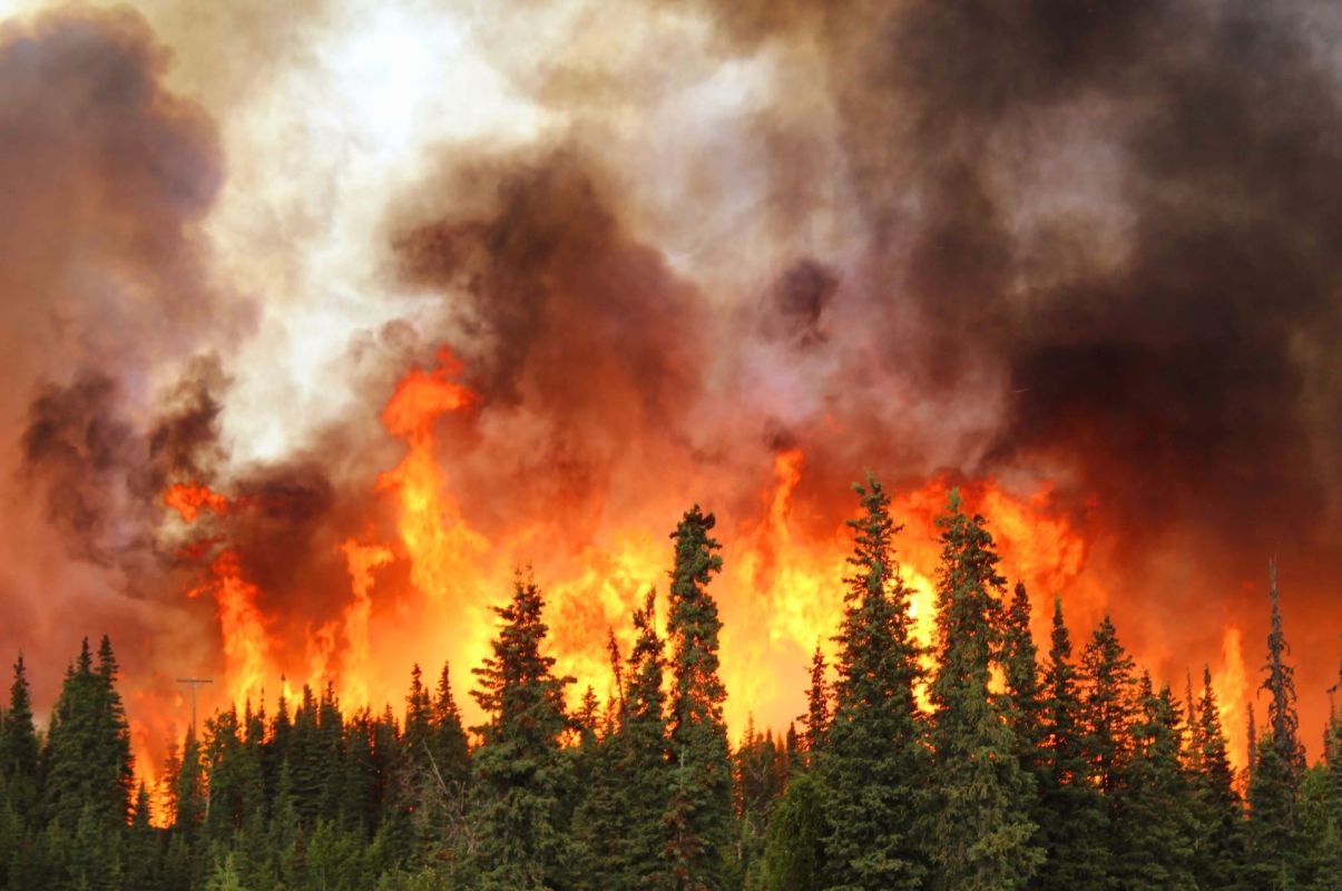 A forest fire engulfs trees as thick smoke billows into the sky.