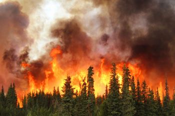 A forest fire engulfs trees as thick smoke billows into the sky.