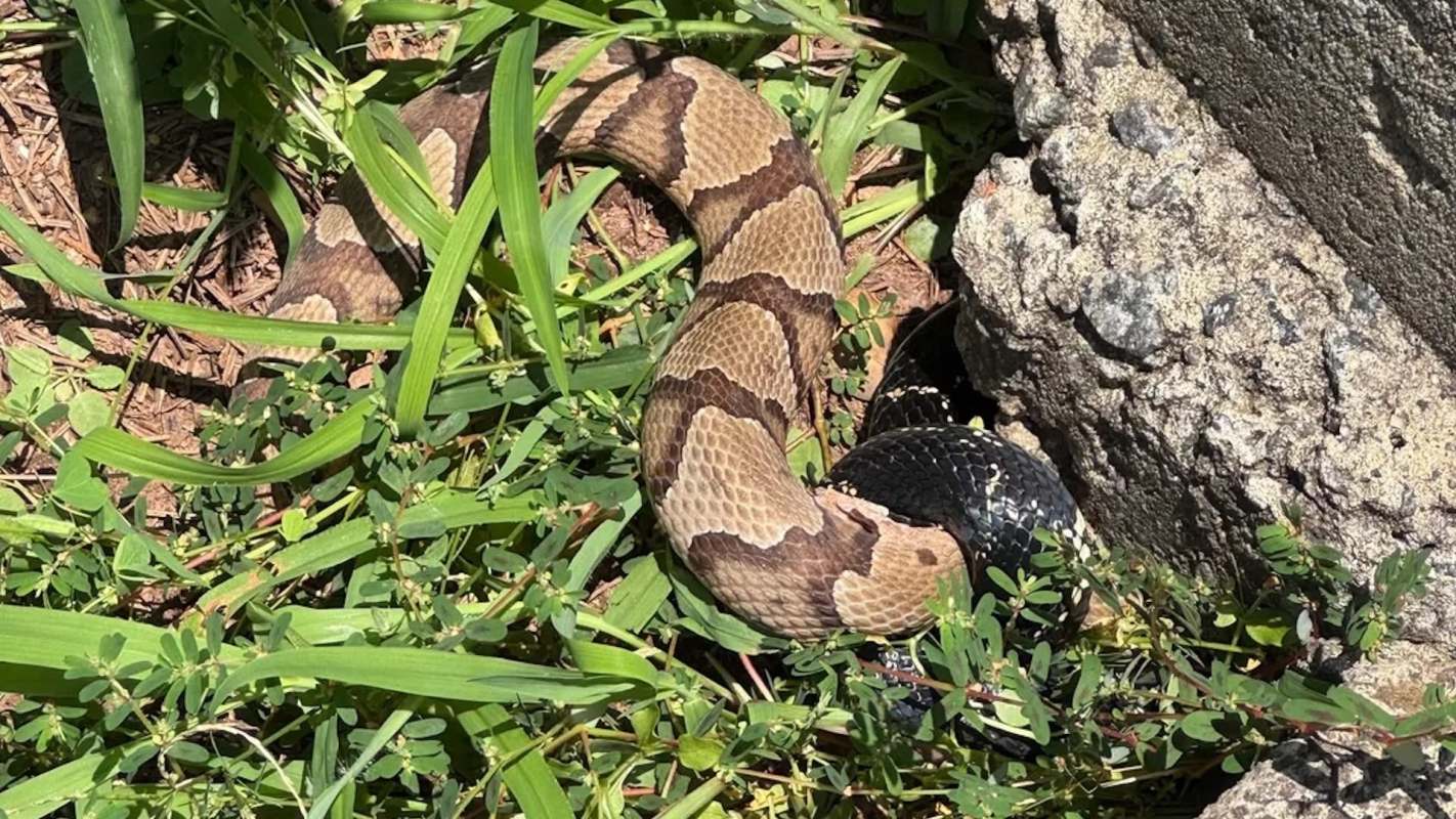 A brown snake with a patterned body is coiled near a black object among green grass and rocks.