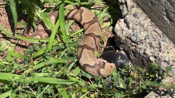 A brown snake with a patterned body is coiled near a black object among green grass and rocks.