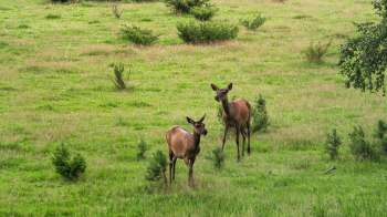 Two deer standing in a lush green field with scattered shrubs and wildflowers.
