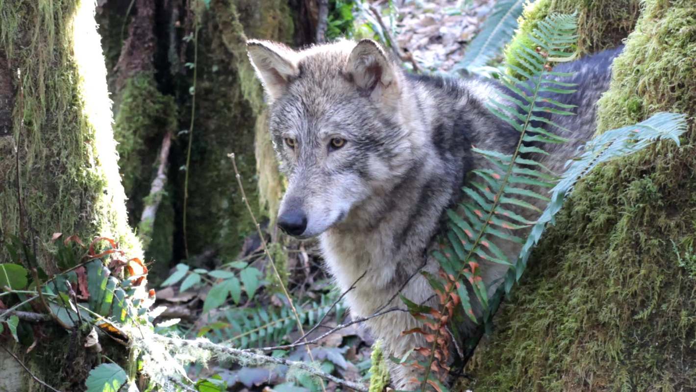 A gray wolf peeking through lush ferns in a forested environment.