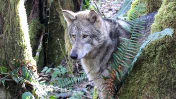 A gray wolf peeking through lush ferns in a forested environment.