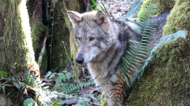 A gray wolf peeking through lush ferns in a forested environment.