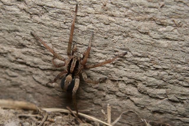 A close-up of a brown spider with long legs positioned on textured bark.
