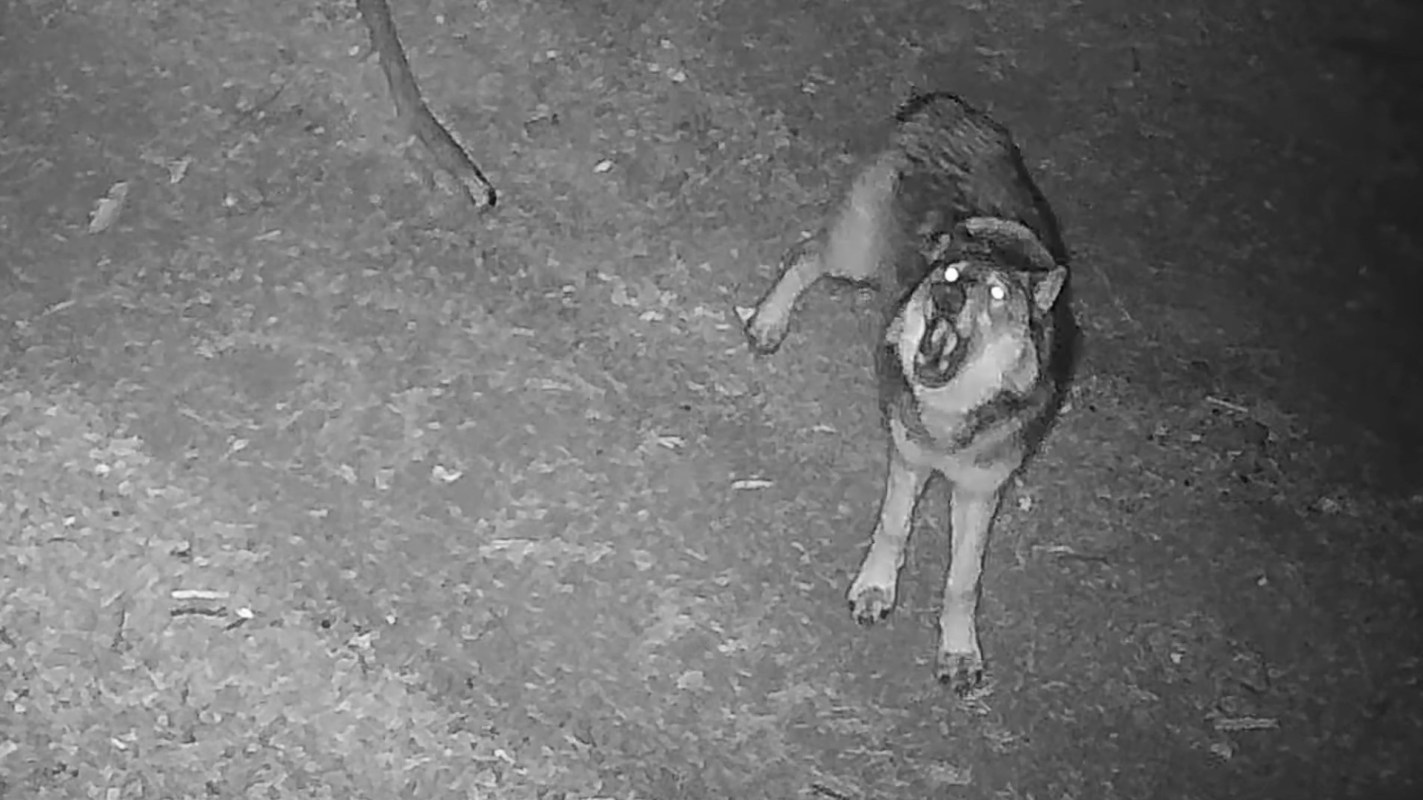 A wolf with glowing eyes looking into a camera at night.