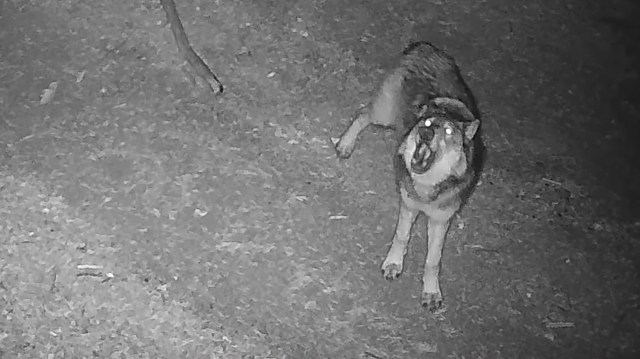 A wolf with glowing eyes looking into a camera at night.