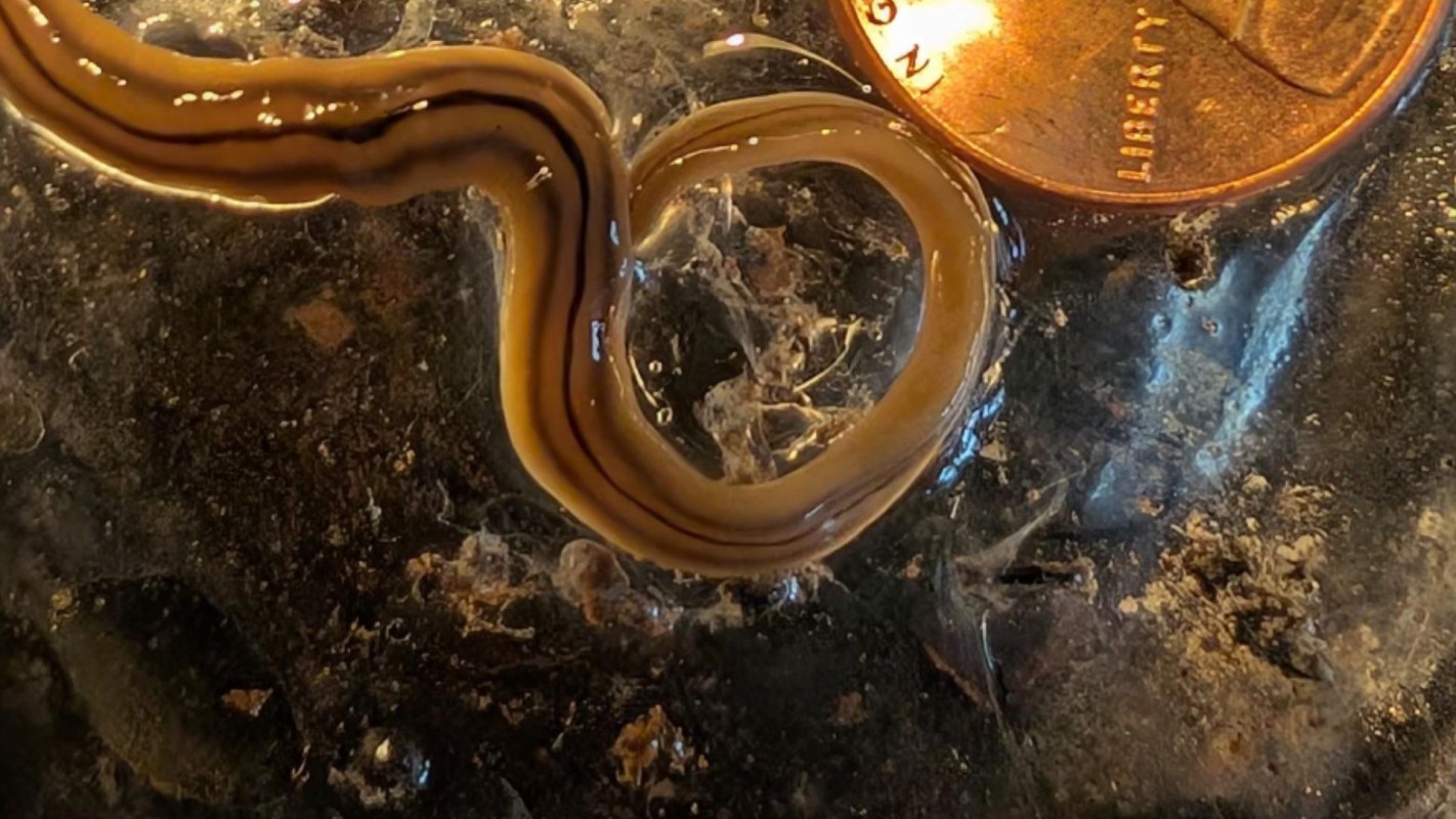 A slim, brown-striped worm curled next to a penny on a textured surface.