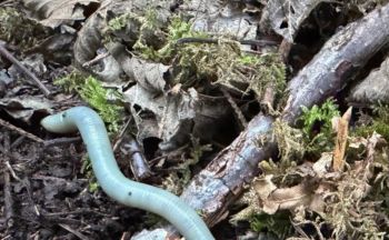 A pale, elongated worm-like creature rests among dried leaves and moss on the forest floor.