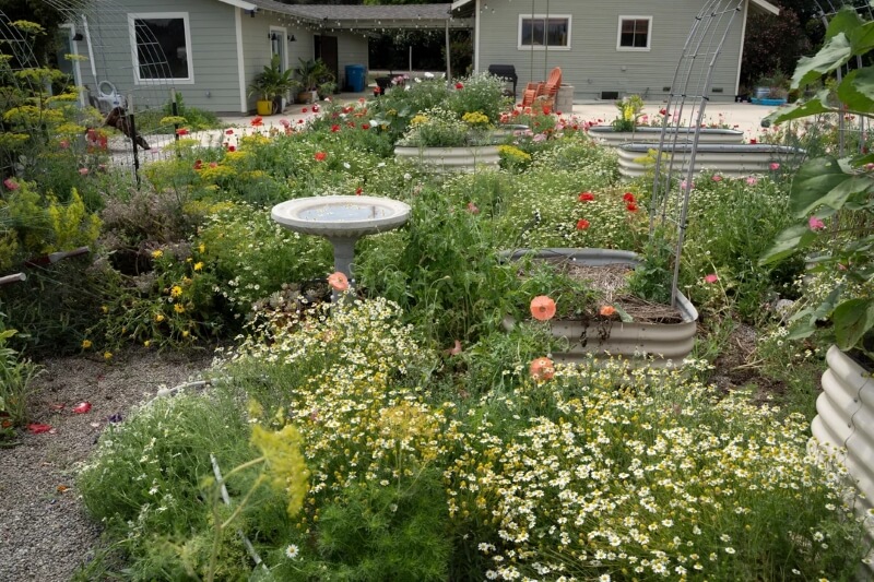 Another angle of the patch of flowers showing a bird bath among the greenery.