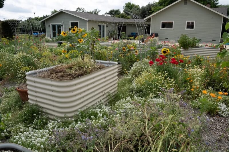 A thriving patch of colorful flowers with a house in the background.