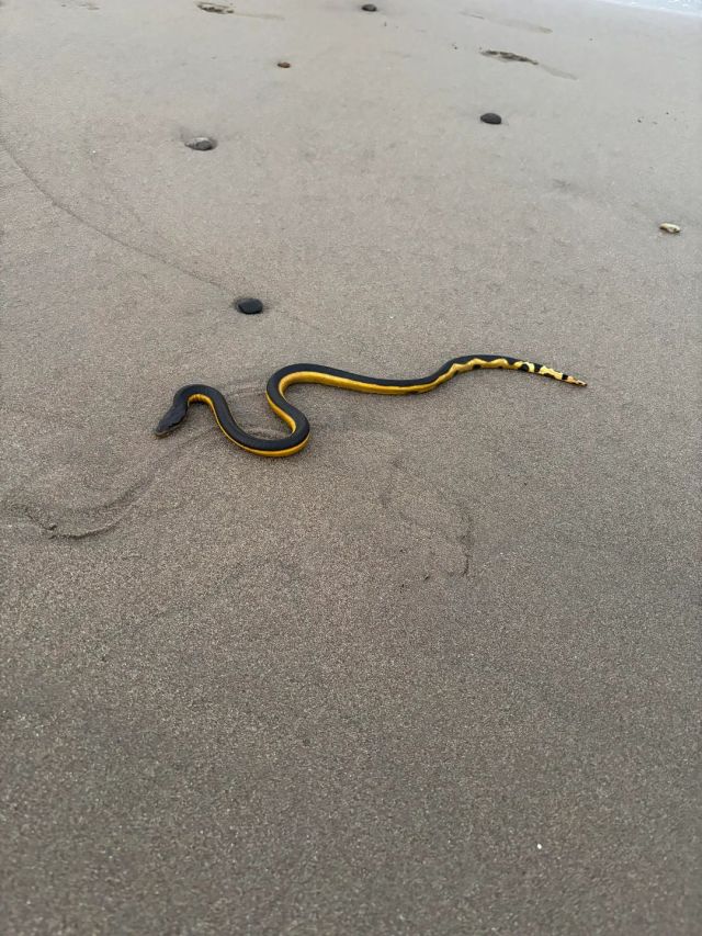 A yellow and black snake slithering across gray sand, near a small rock.