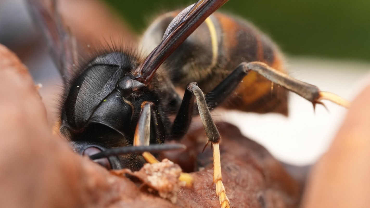A close-up of a hornet showcasing its detailed head features and antennae on a natural background.