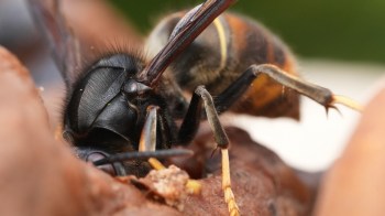 A close-up of a hornet showcasing its detailed head features and antennae on a natural background.