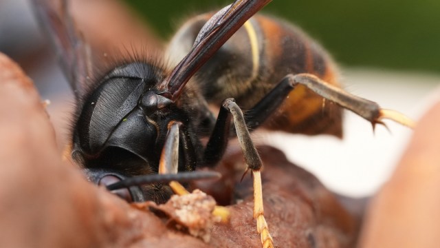 A close-up of a hornet showcasing its detailed head features and antennae on a natural background.