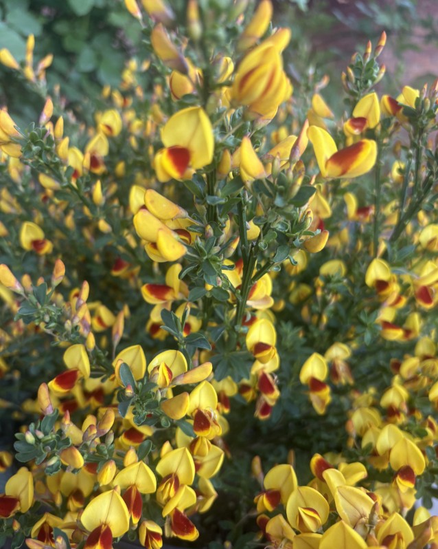 Vibrant yellow flowers surrounded by green foliage. 