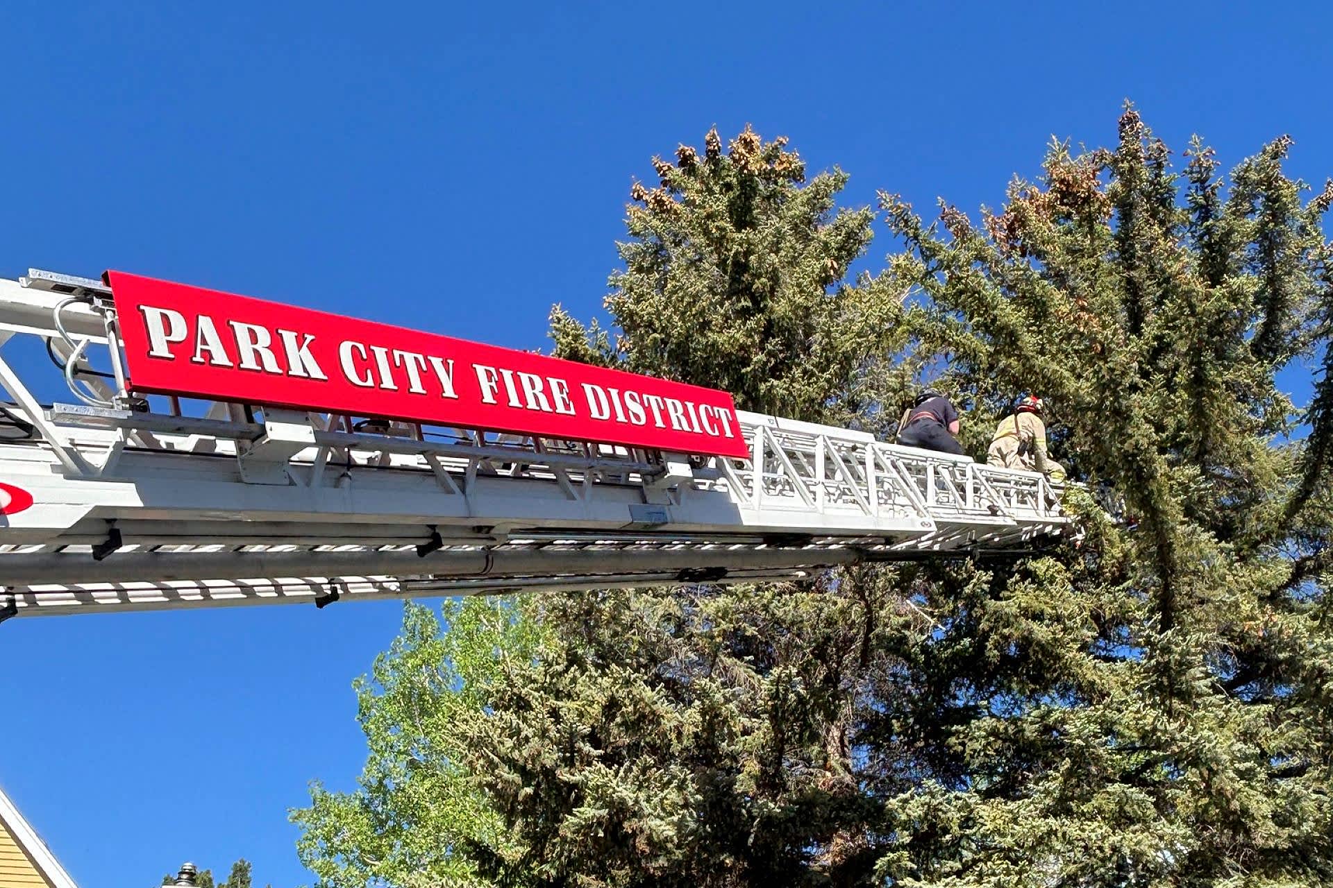 Young black bear climbs neighborhood tree before ladder truck helps pull off safe rescue in Utah