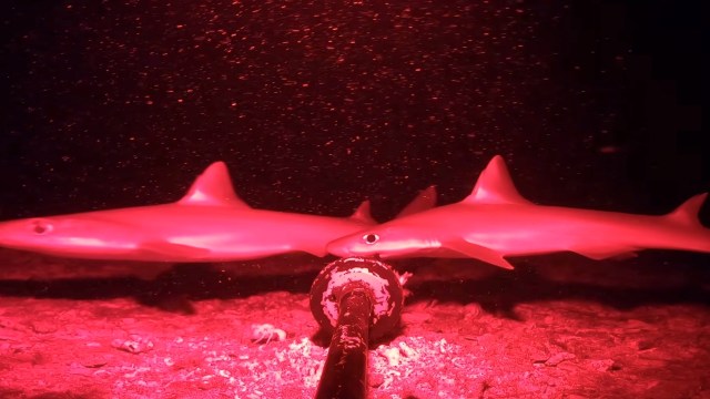 Two highfin spurdogs illuminated in red light, partially submerged with bubbles in the background.