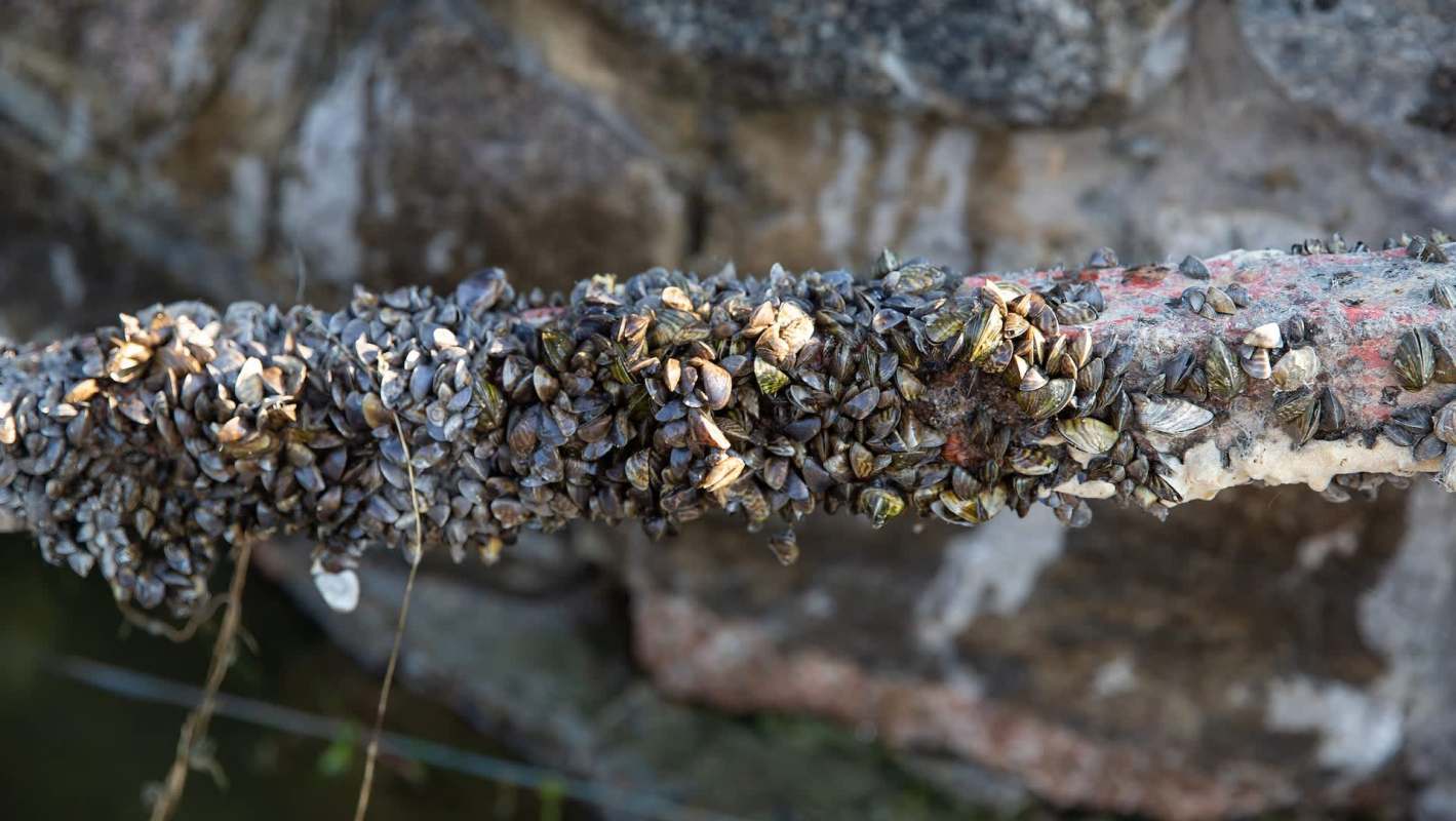 A close-up of a pipe covered in clusters of barnacles and small zebra mussels by a body of water.