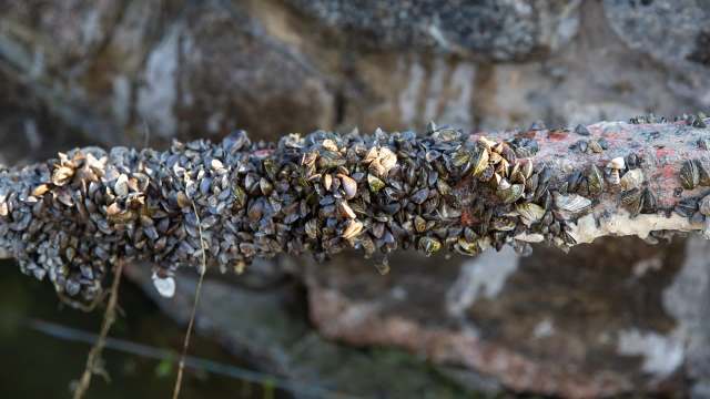 A close-up of a pipe covered in clusters of barnacles and small zebra mussels by a body of water.