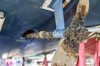 Zebra mussels on a boat propellor.