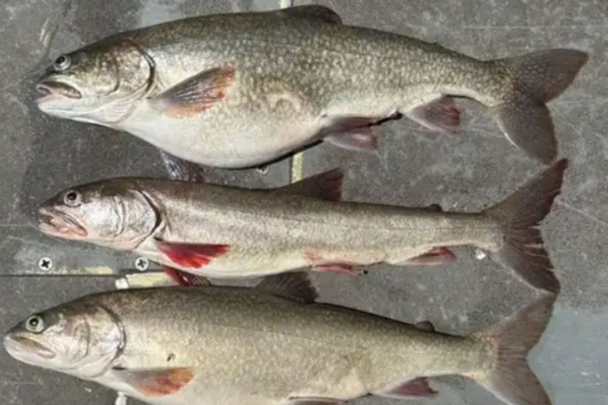 Three large fish lay on a surface, displaying their scales and red fins.