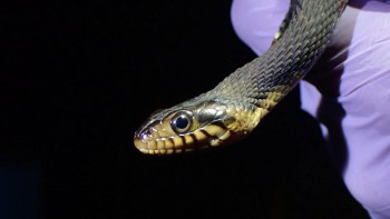 A banded watersnake being held against a black background.