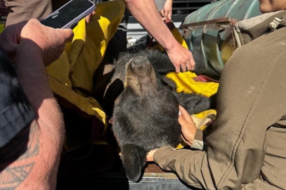 A group of people attends to a tranquilized bear wrapped in a yellow blanket.