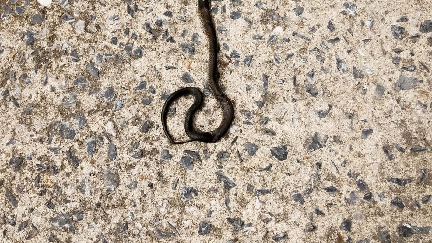 A coiled black snake on a textured concrete surface.