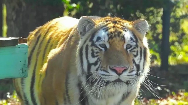 A tiger in the sun.