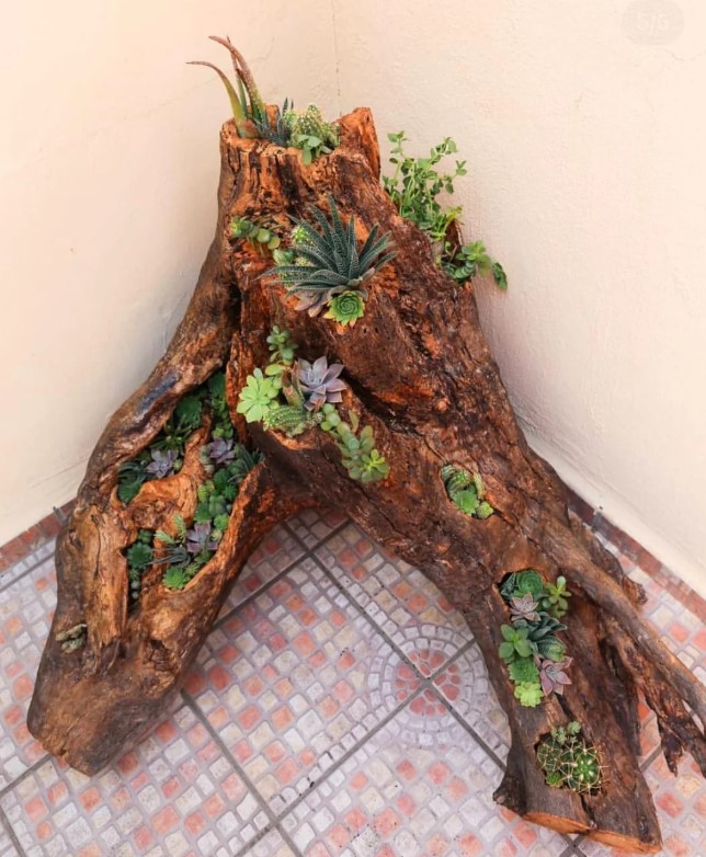 A gnarled stump, sitting on a tiled floor, being used as a planter for succulents.