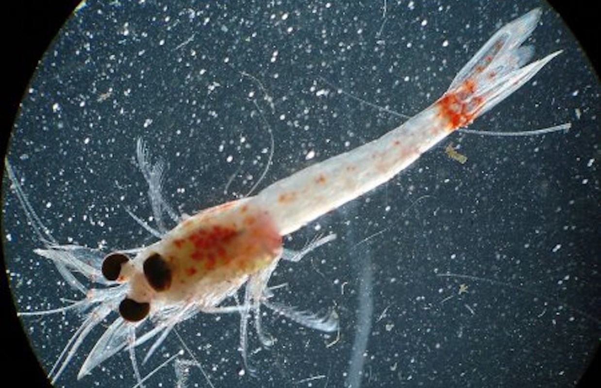 A transparent shrimp-like creature with large black eyes and fine appendages against a dark background.