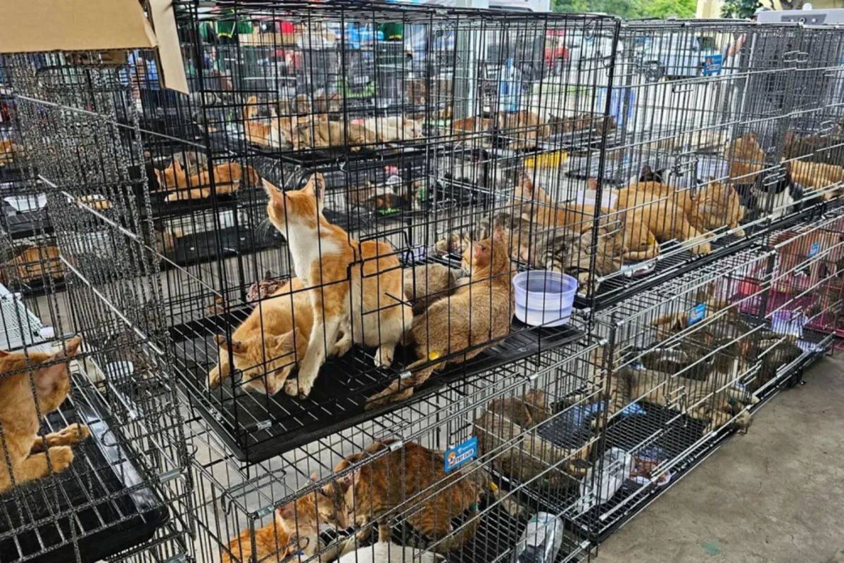 Multiple cats are seen resting in metal cages, with some playing and others sleeping.
