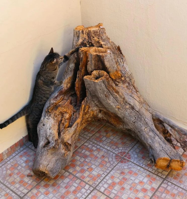 A cat investigates a gnarled stump on a tile floor.