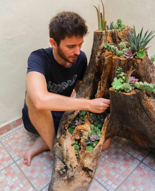 A man sits and adjusts succulents planted in a gnarled stump.
