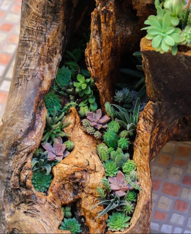 A variety of succulents thriving after being planted in a gnarled stump.
