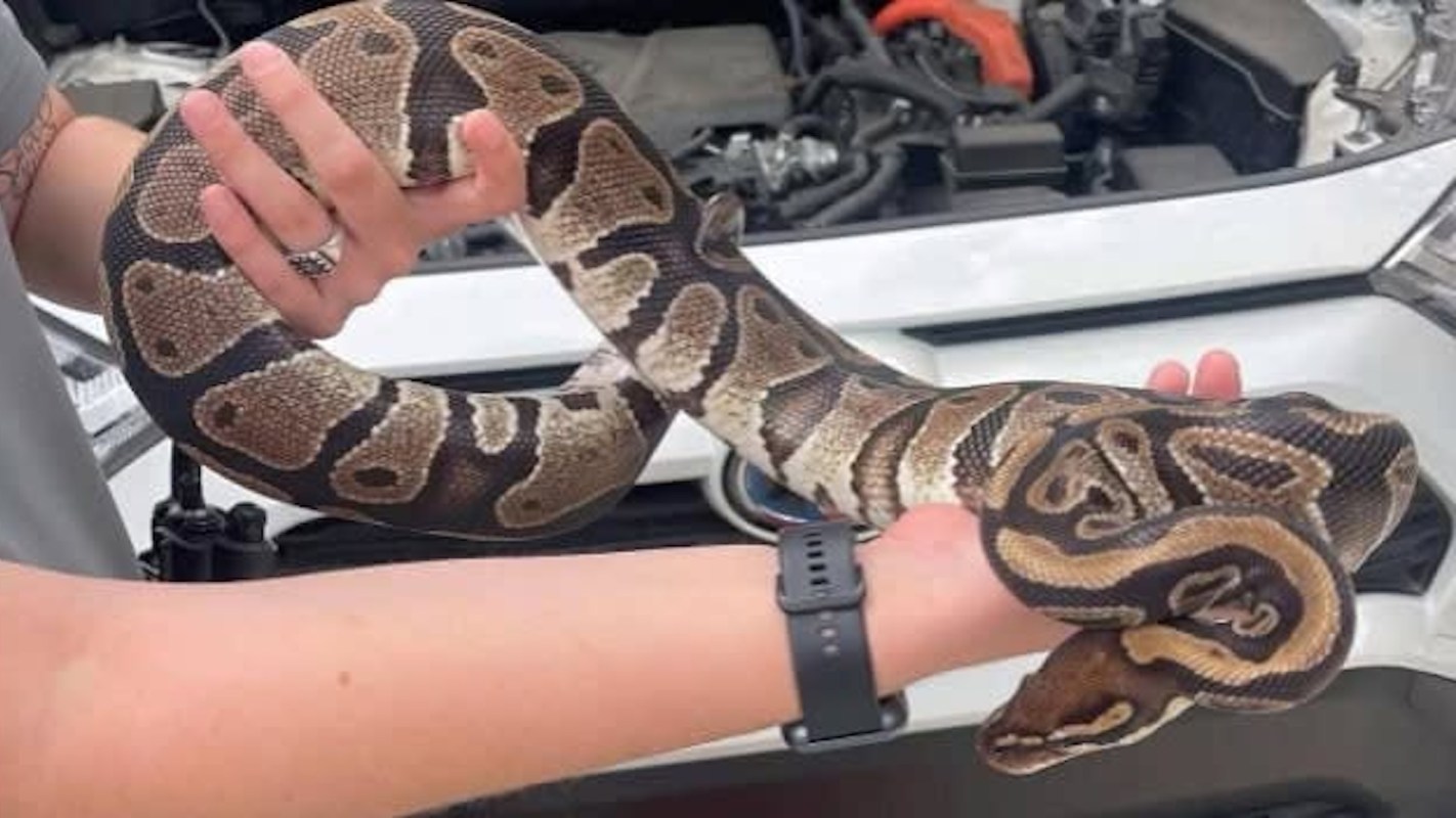 A person holds a ball python while standing near a car's open hood.