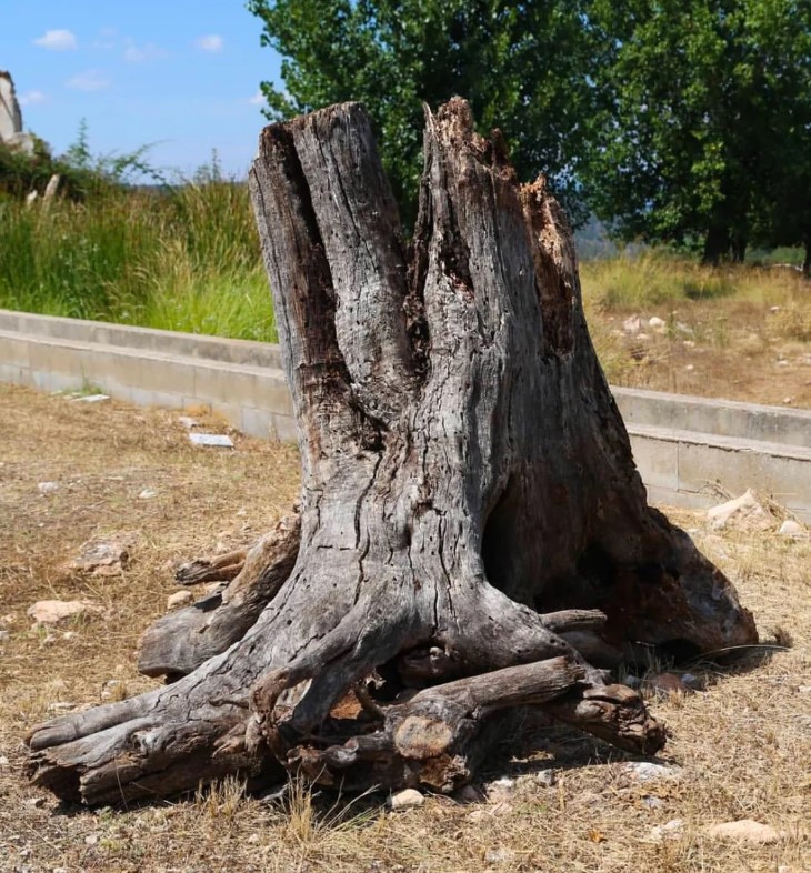 The base of an old, gnarled stump on dry ground outdoors.