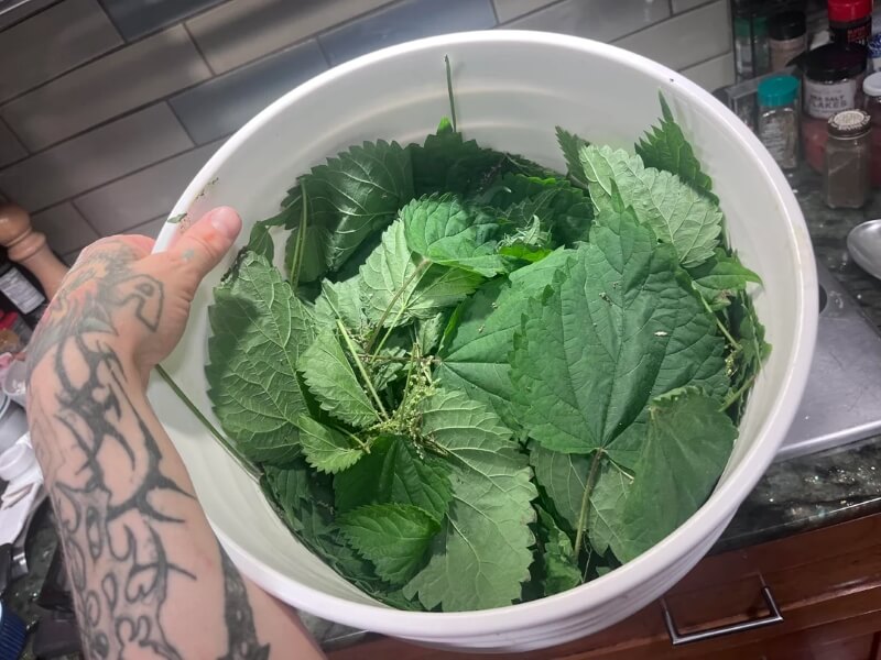 A bucket of nettles. 