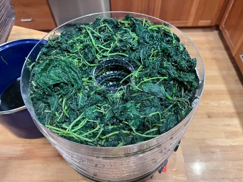 A bucket filled with cooked nettles. 