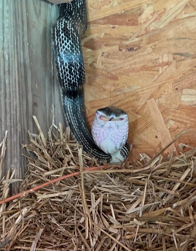 A close-up of a snake with a patterned body resting amid straw in a wooden enclosure.