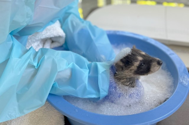 A small raccoon in a bubble bath with blue gloves and a towel nearby.