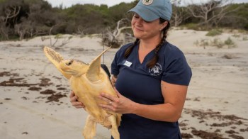 A woman in a hat holds a yellow turtle on a sandy beach with sparse vegetation.