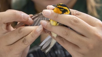 A person holding a bird.