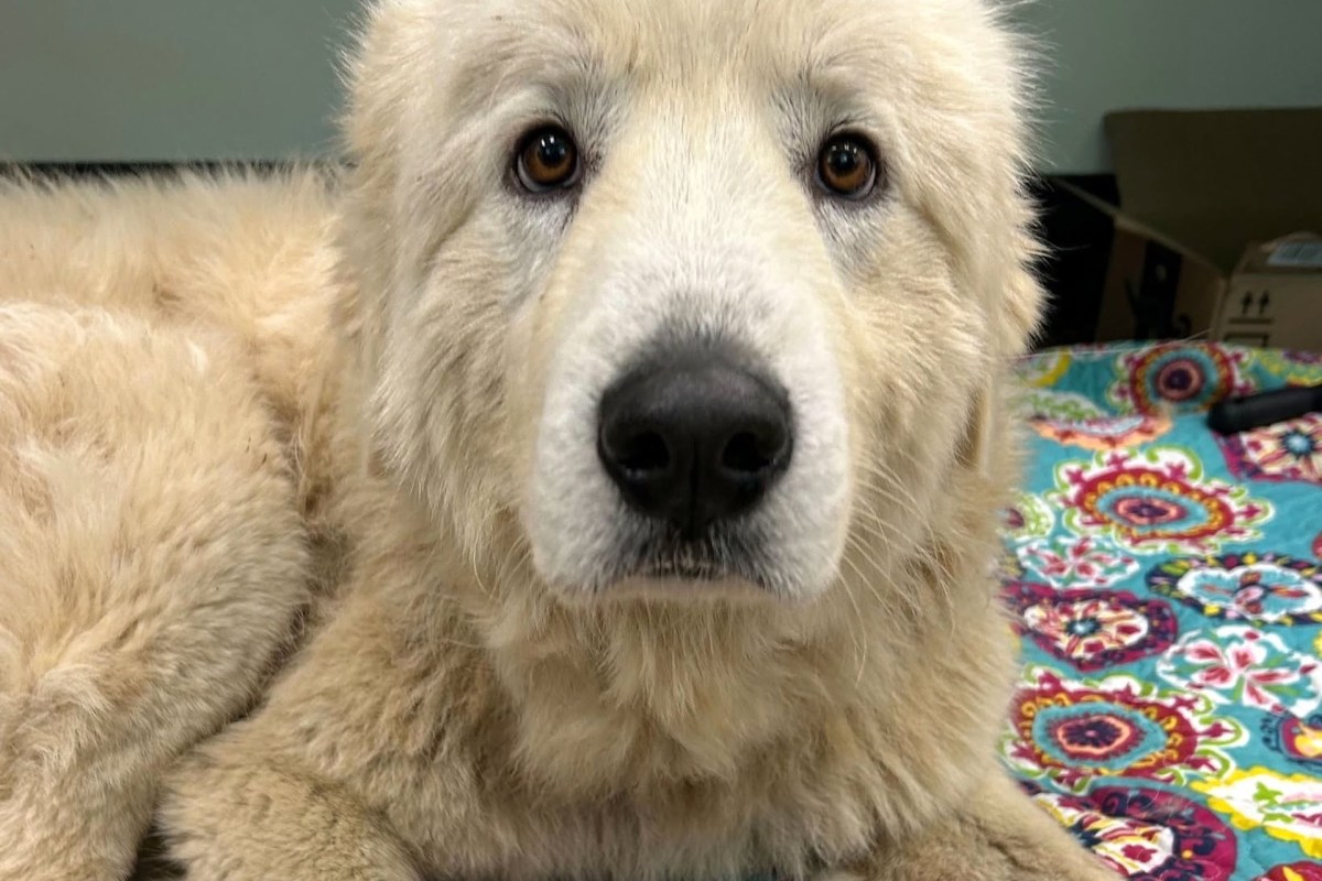 A fluffy white dog with expressive brown eyes lying on a colorful patterned blanket.