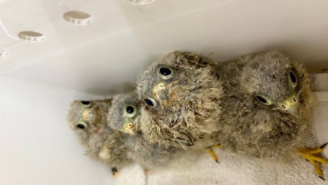 Four fuzzy, gray baby kestrel birds are nestled together in a container, looking curiously at the camera.