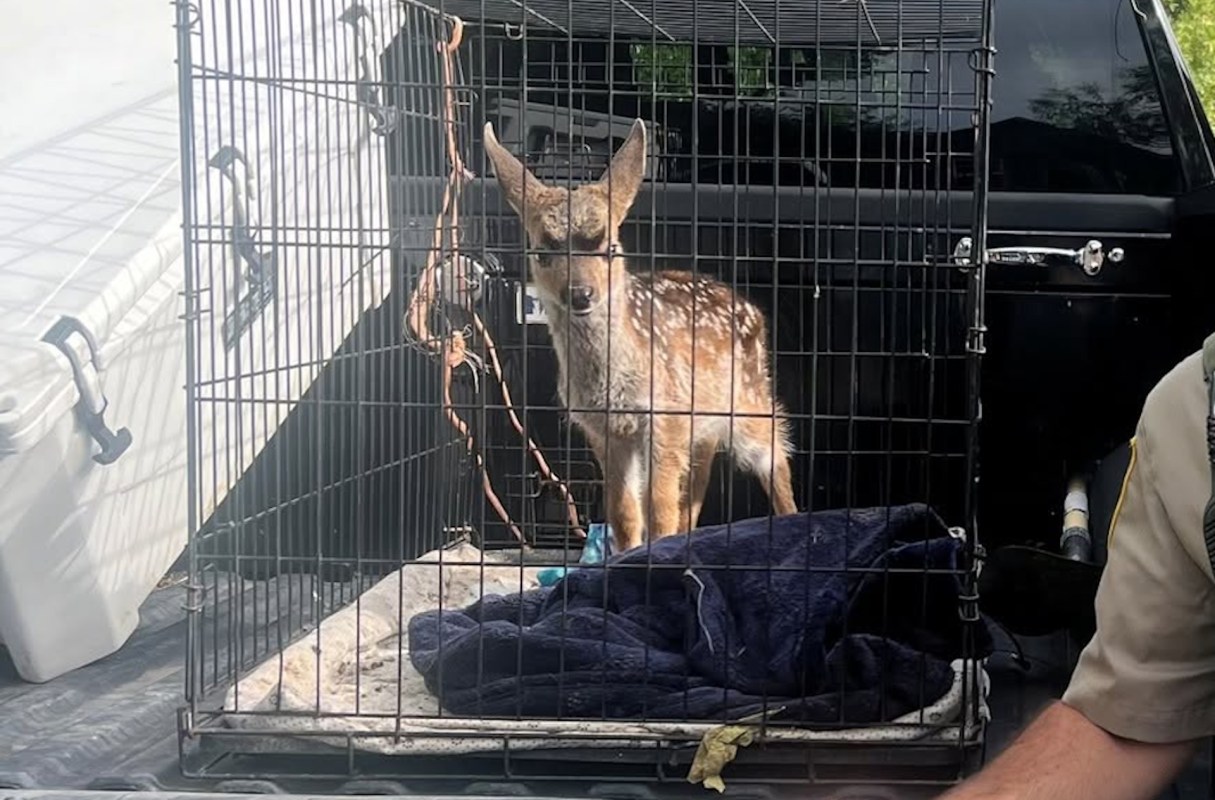 A fawn is standing inside a wire dog cage on the back of a truck, with a blue blanket beneath it.