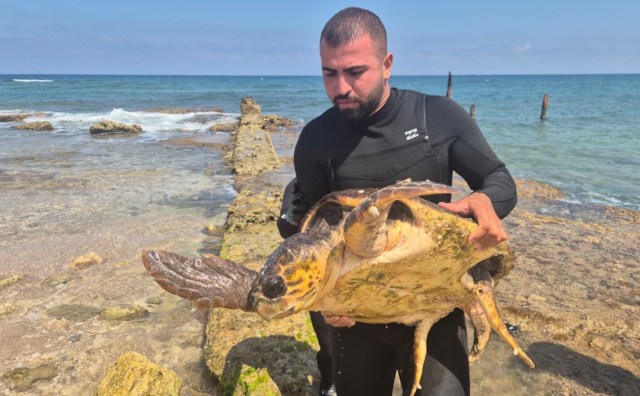 A man in a wetsuit holds a large loggerhead turtle near rocky shoreline, with the ocean in the background.
